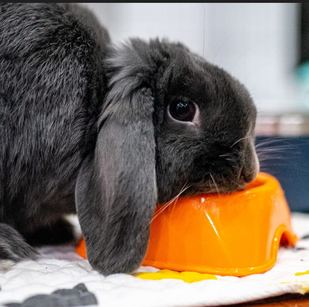 Mochi resting a chin on an orange food bowl